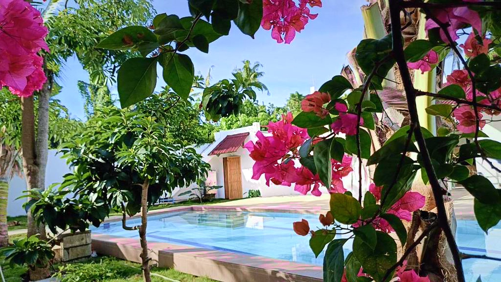 Bougainvillea beside the long pool